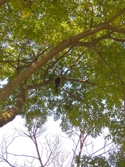 Dicrurus macrocercus harterti