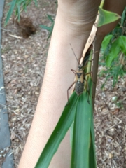 Notobitus meleagris