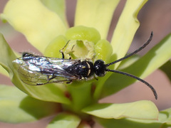 Poecilotiphia gracilis