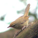 Japanese Bush Warbler - Photo (c) Charles Lam, some rights reserved (CC BY-SA)