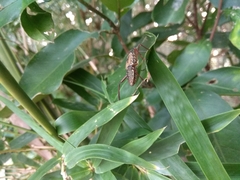 Notobitus meleagris