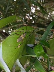 Notobitus meleagris