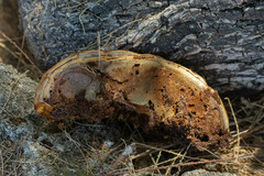 Inocutis tamaricis
