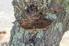Inocutis tamaricis