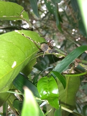 Notobitus meleagris