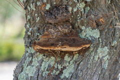 Inocutis tamaricis