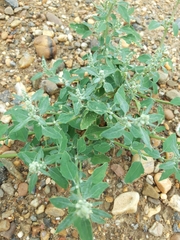 Chenopodium vulvaria