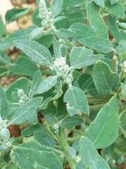 Chenopodium vulvaria