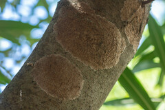 Septobasidium orbiculare