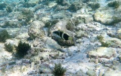 Thalassoma nigrofasciatum