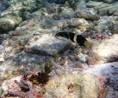 Thalassoma nigrofasciatum
