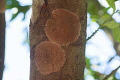 Septobasidium orbiculare