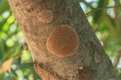 Septobasidium orbiculare