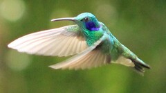Colibri cyanotus