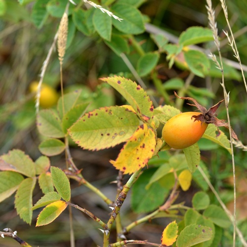 Rosa × subcollina, photograph 5