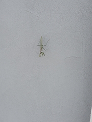 Stagmomantis limbata
