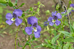 Angelonia angustifolia