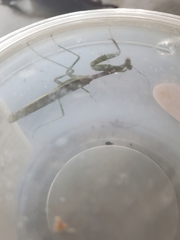 Stagmomantis limbata