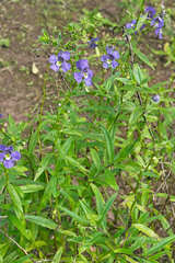 Angelonia angustifolia