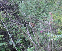 Emberiza godlewskii