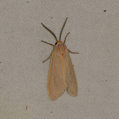 Pygarctia abdominalis