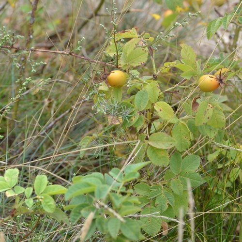 Rosa × subcollina, photograph 6