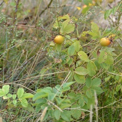 Rosa subcollina
