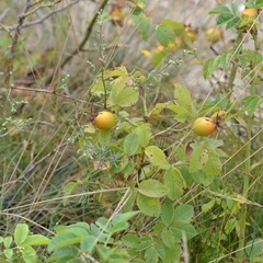 Rosa subcollina