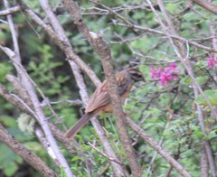 Emberiza godlewskii