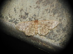 Idaea cervantaria