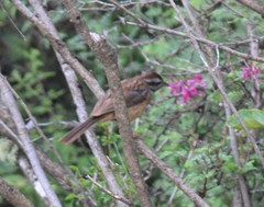 Emberiza godlewskii