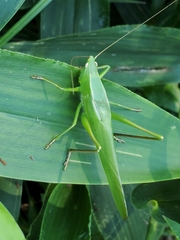 Neoconocephalus retusus