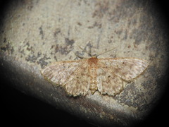 Idaea cervantaria