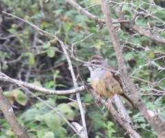 Emberiza godlewskii