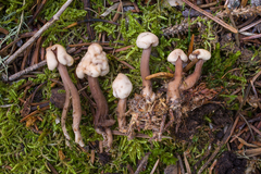 Cudonia circinans