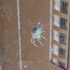 Araneus cavaticus