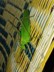 Hexacentrus japonicus