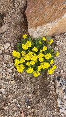 Draba streptocarpa
