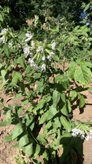 Saponaria officinalis