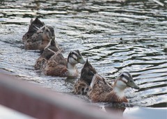 Anas platyrhynchos domesticus