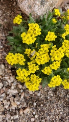 Draba streptocarpa