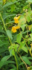 Impatiens capensis