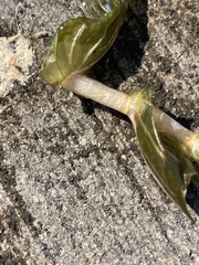 Potamogeton perfoliatus
