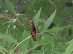 Limenitis archippus obsoleta
