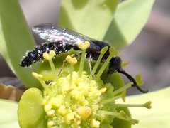 Poecilotiphia gracilis