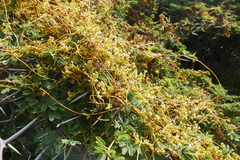Cuscuta americana