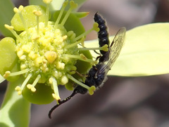 Poecilotiphia gracilis