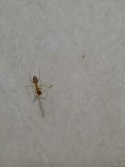 Camponotus maculatus