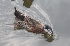 Anas platyrhynchos domesticus