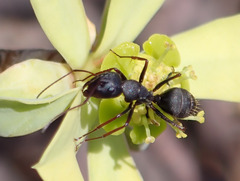 Camponotus feae